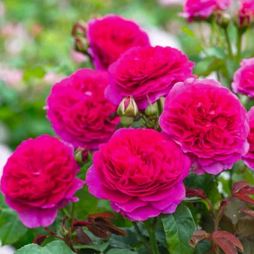 rose-gabriel-oak.webp Gabriel - Зображення 1