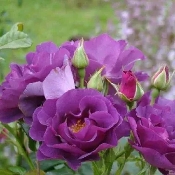 Троянда Рапсодія (Rosa Rhapsody)